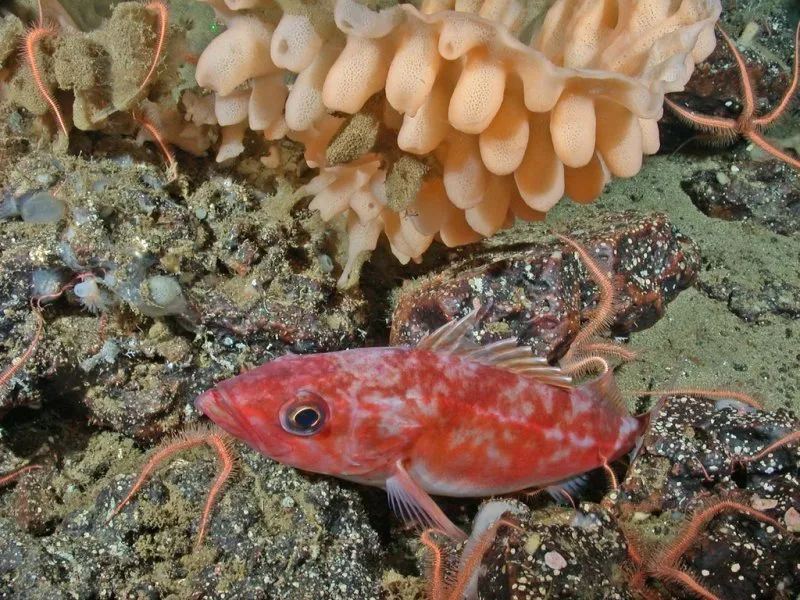 Aquatic Invertebrates/Fish/Shellfish/Seafood Combination category