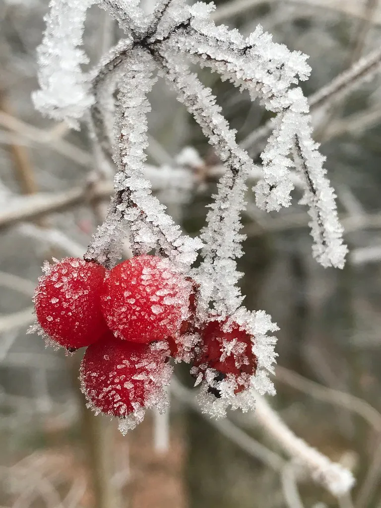 Frozen Fruit & Fruit Juice Concentrates