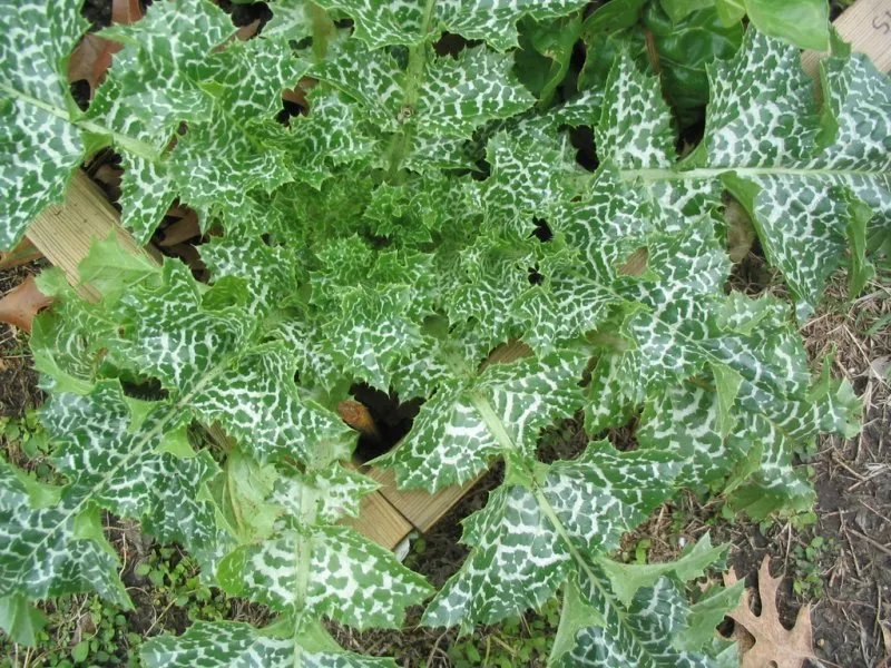 Herbs/Spices/Extracts