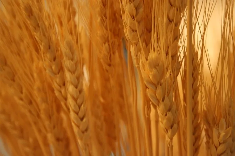 Other Grains & Seeds category
